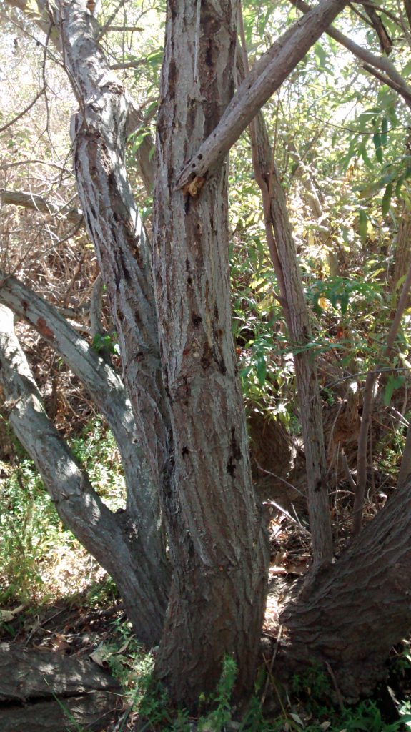 Salix
