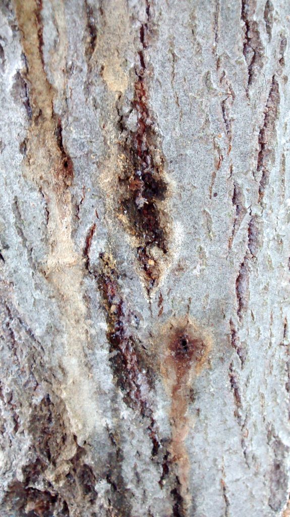 Salix(1)