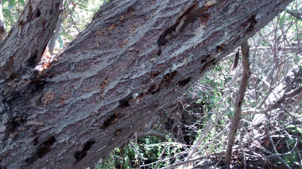 Salix