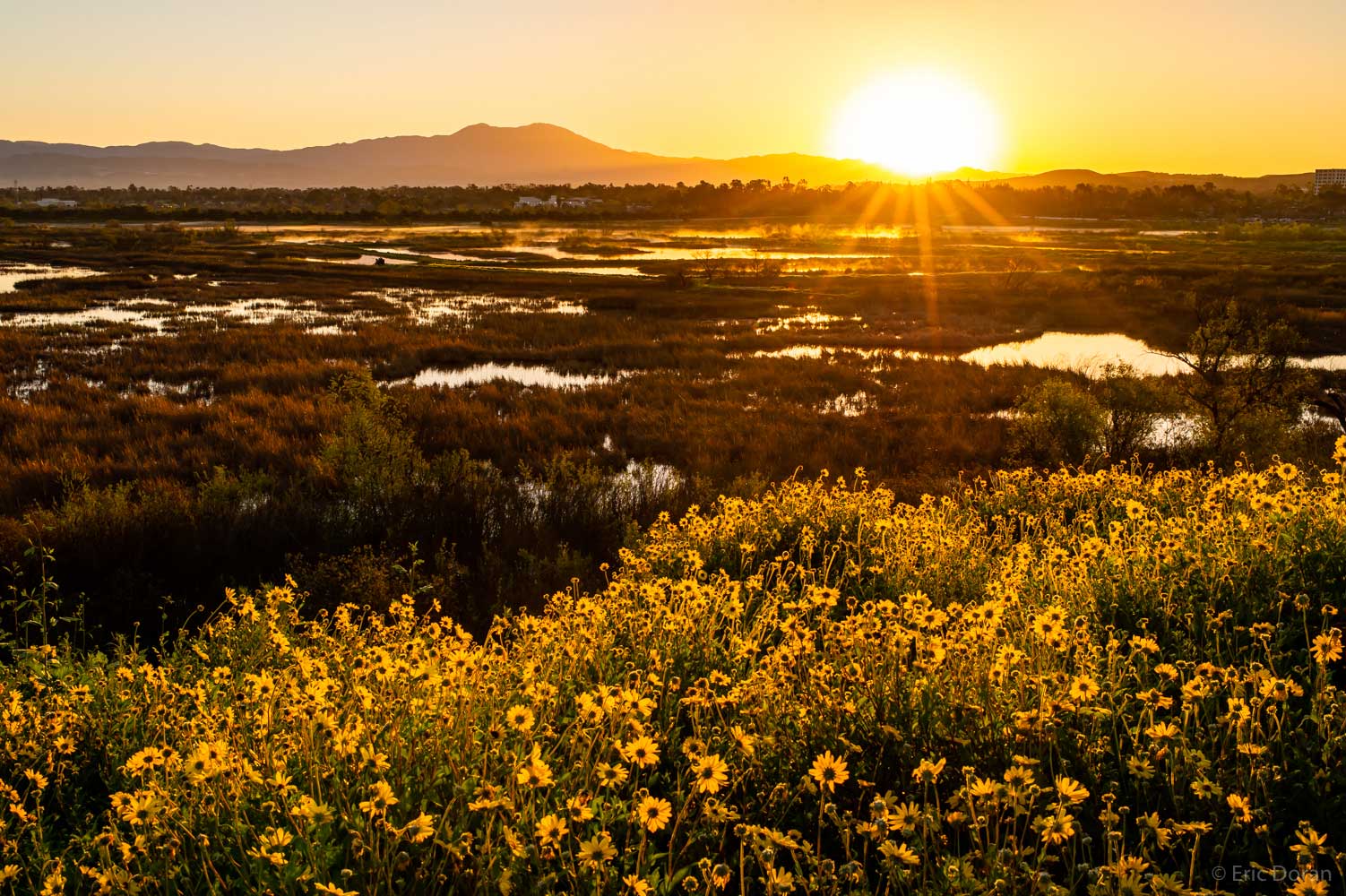 San Joaquin Marsh Reserve