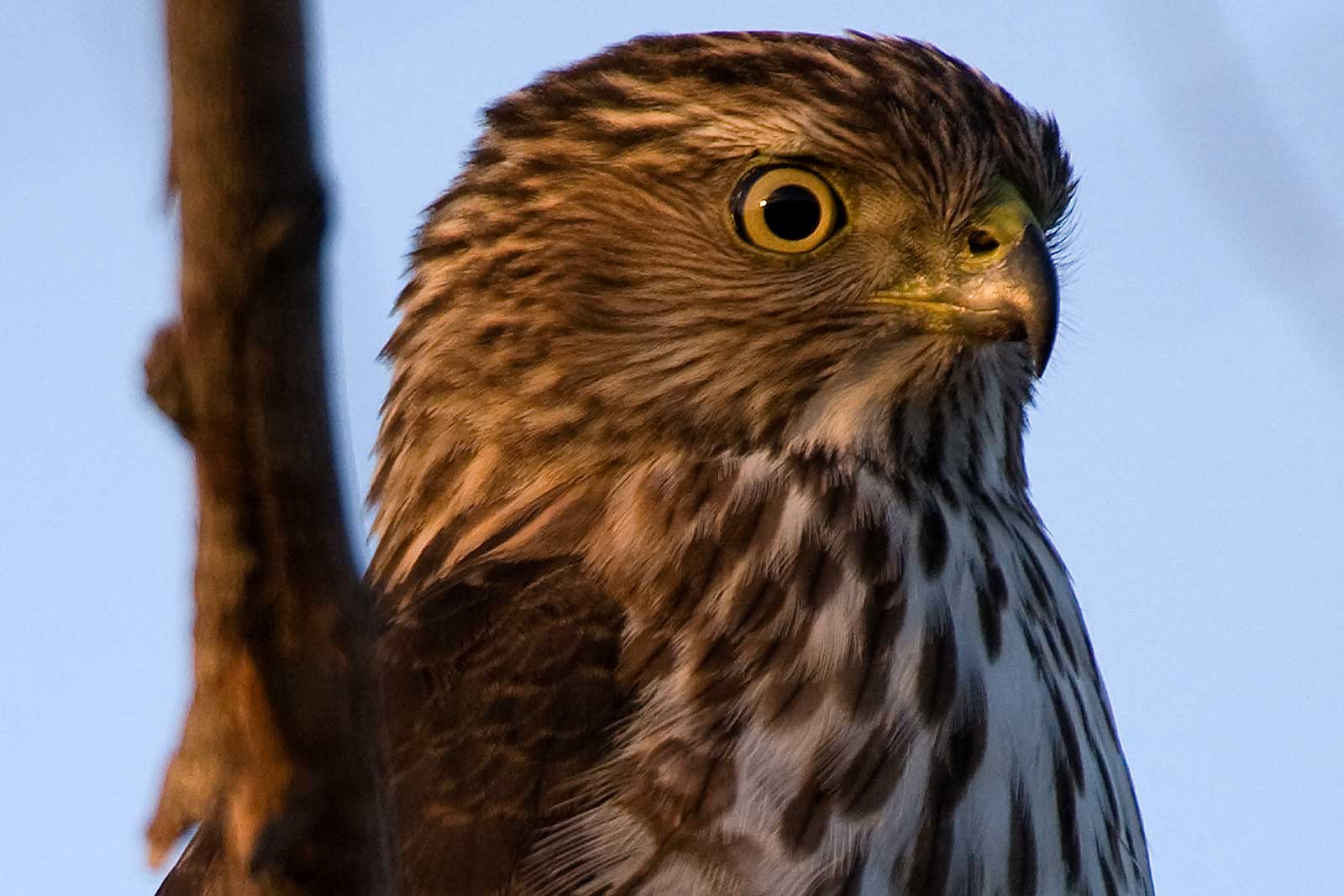 San Joaquin Marsh Reserve Owl